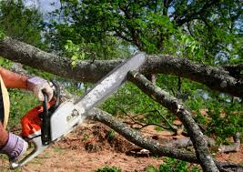 Best Tree Maintenance Programs  in Rochester, NY