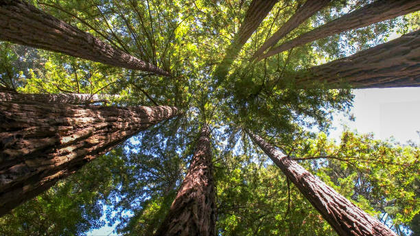 Best Emergency Tree Removal  in Rochester, NY