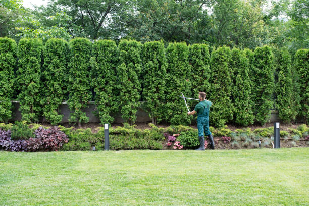 Professional Tree Removal in Rochester, NY