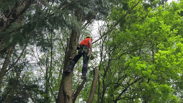 Best Storm Damage Tree Cleanup  in Rochester, NY