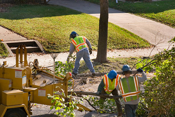 Best Tree Preservation Services  in Rochester, NY